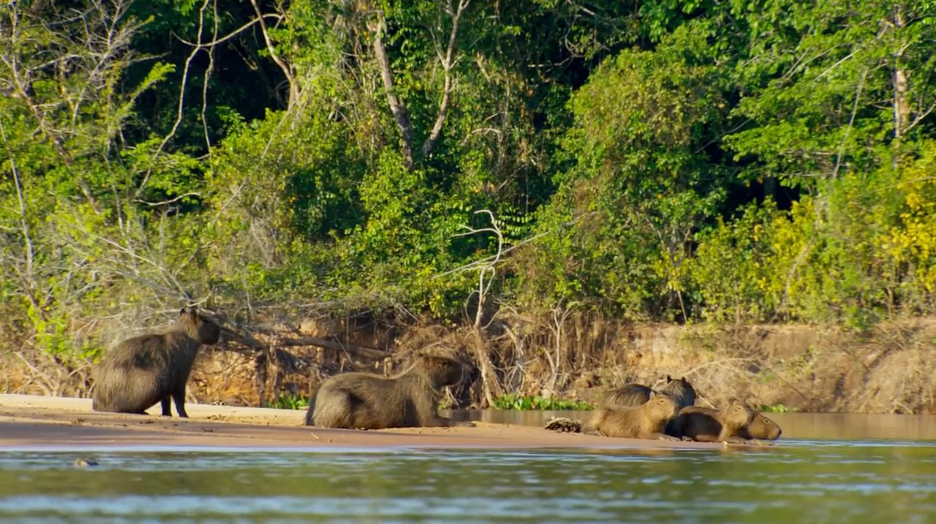 Planet Earth II Episode 3 第三集